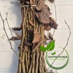 17b38bb6fcfda639d71317615e5b5d2b