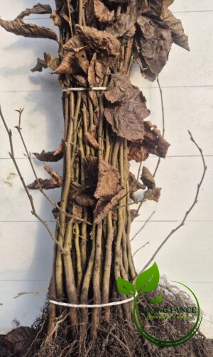 17b38bb6fcfda639d71317615e5b5d2b