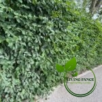 1c00ed9c398fe97229a9b2d24fc923eb