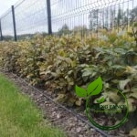 ceb7181be600ed741302a33269e10e4a