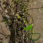 d7bfe6bde812ee0508f9e26f9a605a40