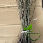 603ff998848a262bc58680a58d4f07b1