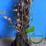 362189b0ce13ea157eb6fa4285ec26e9