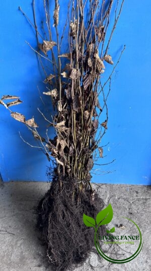 362189b0ce13ea157eb6fa4285ec26e9