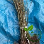 3d35e670e2973dc23682017ce66a53ff