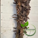 2b8b3ac91c4ae08992e81a84126f4c59