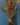 DAB-CZERWONY-Quercus-rubra-SADZONKA-3070-cm-Szkolkowany