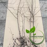 1cd79b6df80620a88e1643b6652a6d39