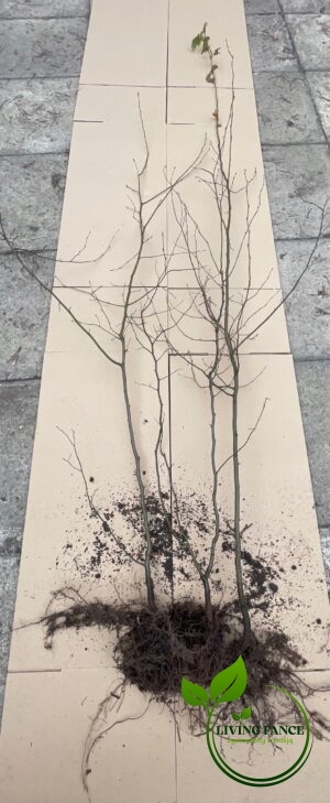 1cd79b6df80620a88e1643b6652a6d39