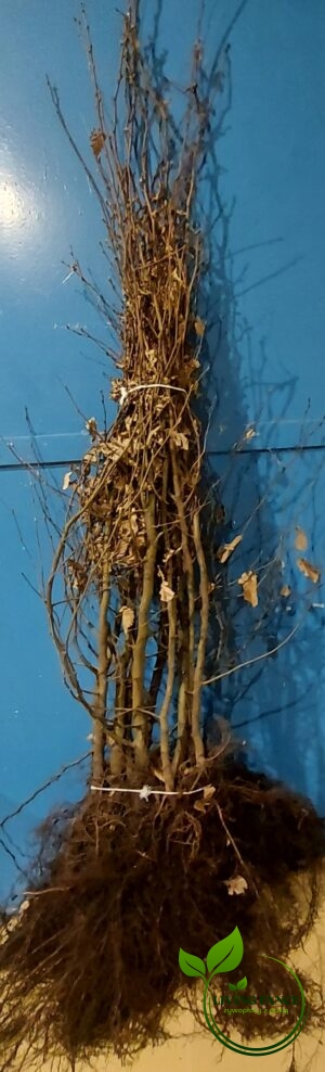 edc0eea8d44e184e094083082e578766