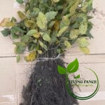 dc2291ac2687d4739476ea0ef124f445