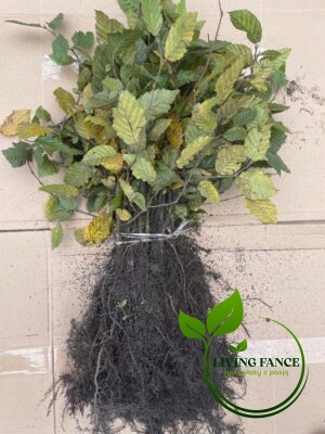 dc2291ac2687d4739476ea0ef124f445